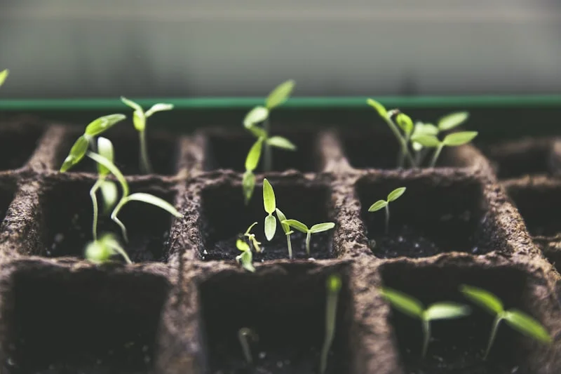 Lincoln Green Thumb Gardening Services