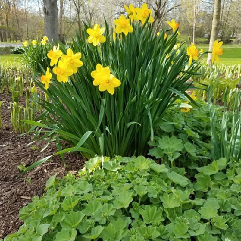 Shady Acres Perennial Nursery