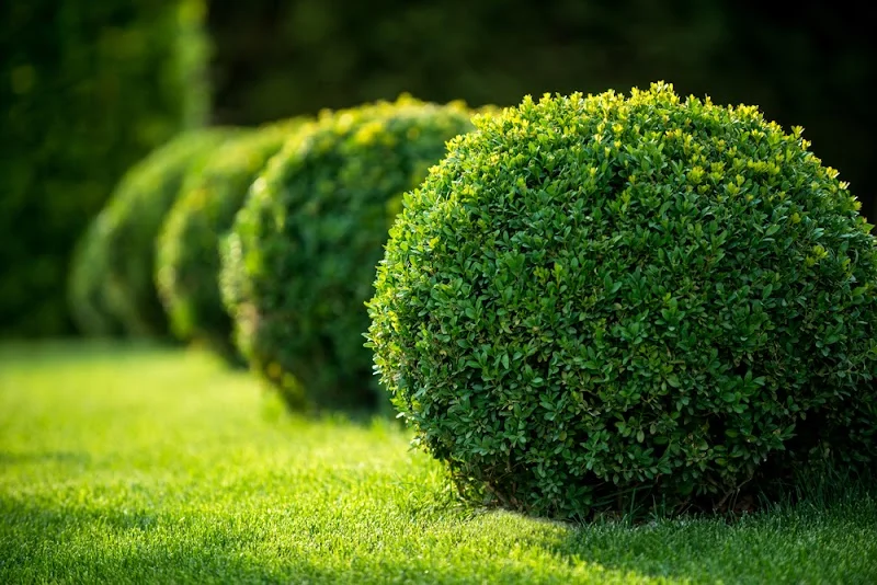 4th Generation Landscaping, Clean Up and Mulching